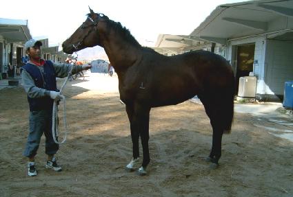 �������̾�Ʈ ����