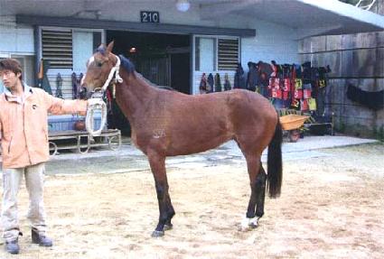 ���̾� ����