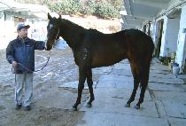 ����帲 (BLUE DREAM) ����