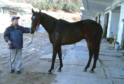 ����帲 ����