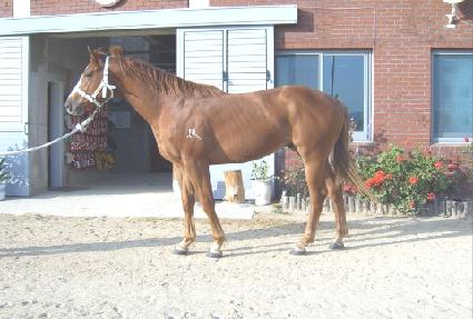 ������ ����