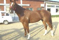 ������ (EISEN) ����