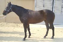 ��ġ���� (JAECHI MANBAL) ����