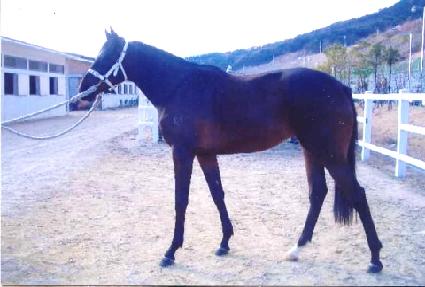 ���ֹٴ� ����