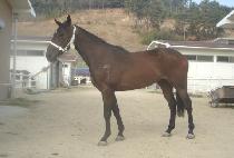 �������� (GOUN JATAE) ����