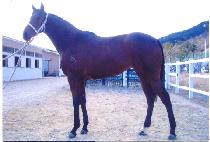 �����ϴ� (MYEONGNYEONG HADAL) ����