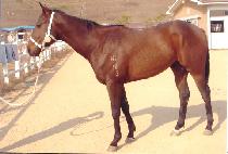 �����ºҺ� (BINNANEUN BULBIT) ����