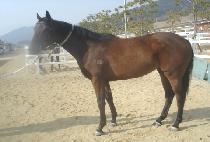 ��ħ���� (GEOCHIMEOPSI) ����