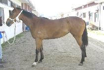 �������� (SEONJEON POGO) ����