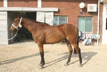 �׷���Ʈ���� (GREAT SUNNY) ����