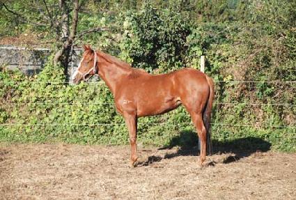 �λ��Ǻ� ����