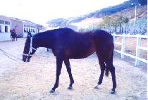 ȭ������ (HWASAN POKBAL) ����