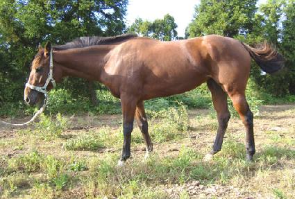 �������� ����