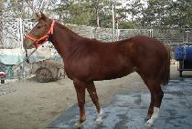 �׷��̽��� (GRACE RUN) ����