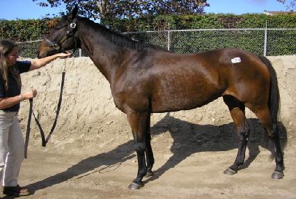 �ű׳�ƽ ����