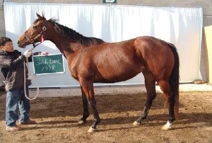 �Ƿη��� ����