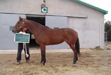 �����ֵ�� ����