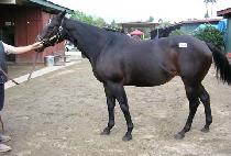 �ӽ�Ʈ����̸��� (MUST BE IRISH) ����