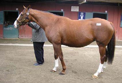 �ʶ����ν���Ʈ ����