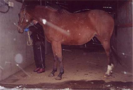 ǻ������ζ��� ����