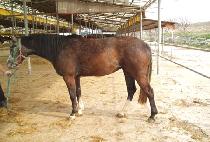 ��Ű��Ÿ (ROOKIE STAR) ����