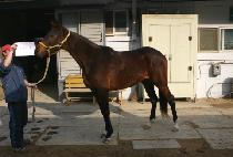 �Ǿ˽ô� (P R SIDAE) ����