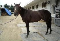 ���� (YOUNG GUN) ����