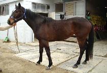 �����Ŀ� (MAKGANG POWER) ����