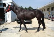 ���̷�Ʈ (DIRECT) ����