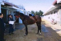 �����ִϾ� (SUPER JUNIOR) ����