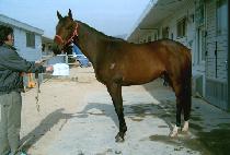 ������ĭ (AYE PEE KHAN) ����