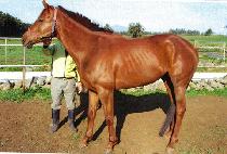 �������� (BLUE BAND QUEEN) ����