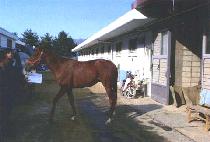 �űⱺ (SIN GI GUN) ����