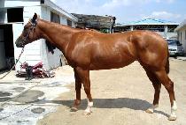 ��� (NORTHERN) ����