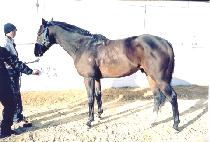 �����ǰ��� (JEONGSANGUI GALDAE) ����