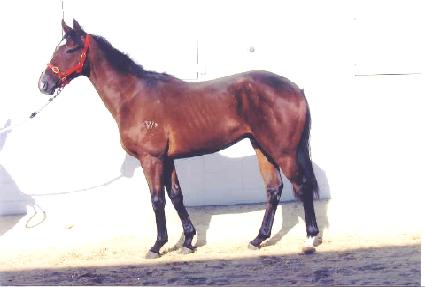 �����а��Բ� ����