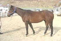 ���ѻ��� (DAEHAN SAETBYEOL) ����