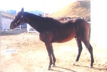 ��뽺Ÿ (DANGDAE STAR) ����