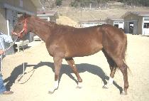 ����ظ� (GOLDEN HAMMER) ����