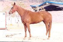 �������� (JISANG YUIL) ����