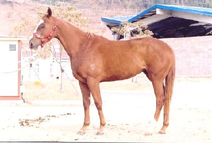 �������� ����