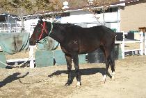 �ʽ���� (PILSEUNG CHULGYEOK) ����