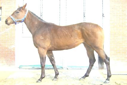 ������� ����