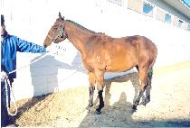 ��������Ÿ (EONJENA STAR) ����