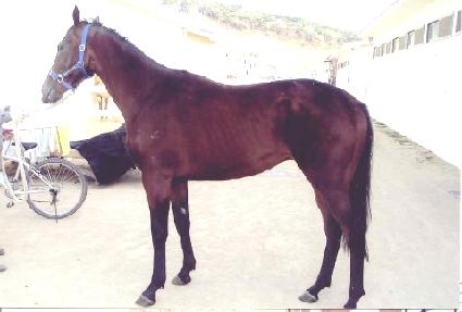 ���������� ����