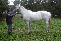 ����Ʈ���׽� (SWEET BEGINNINGS) ����