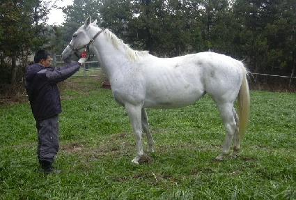 ����Ʈ���׽� ����