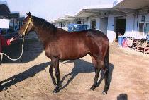 ����� (BIG VIRGIN) ����