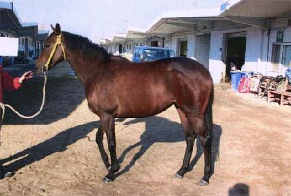 ����� ����