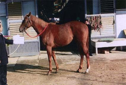 �����Ǻ� ����